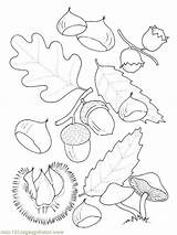 Oak Coloring Tree Fruit Designlooter 800px 43kb sketch template