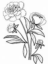 Peony Line Coloring Pages Template Drawing Clipartmag sketch template