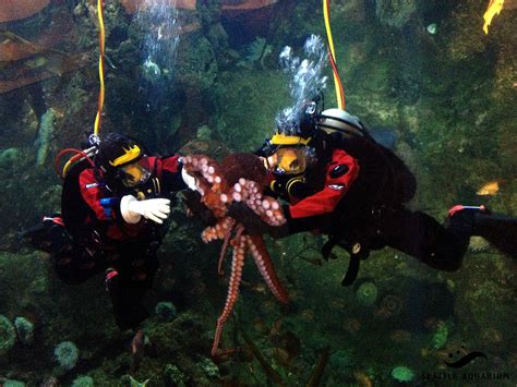 seattle aquarium cancels octopus sex act due to