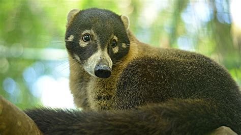 video adorable coati family released    wild