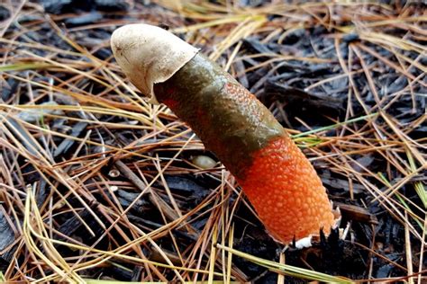 Literal Mushroom Cock All The Different Fungus That Can Grow On Your Penis