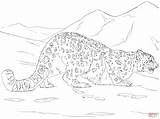 Leopard Snow Coloring Pages Hunting Drawing Baby Printable Leopards Amur Color Skip Main sketch template