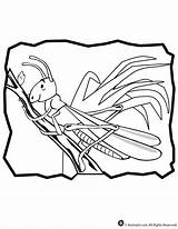 Coloring Grasshopper Pages Library Clipart Line sketch template