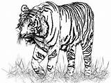 Tiger Coloring Pages Realistic Drawing Bengal Lion Animal Tigers Drawings Color Animals Pencil Printable Face King Nala Liger Print Down sketch template
