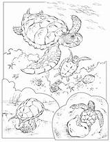 Turtles Loggerhead Coloriage Enseignement Didattica Coloringhome Neocoloring Gifgratis sketch template