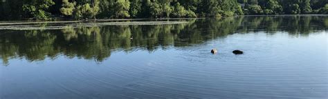 horn pond lagoon trail  reviews map massachusetts alltrails