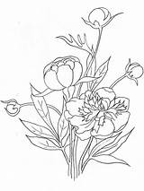 Coloring Peony Flower Pages Flowers Recommended sketch template