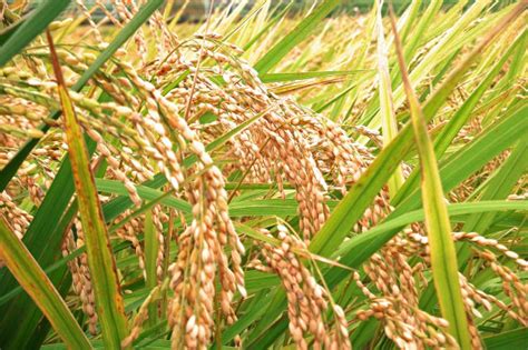 rice   plant zojirushi blog