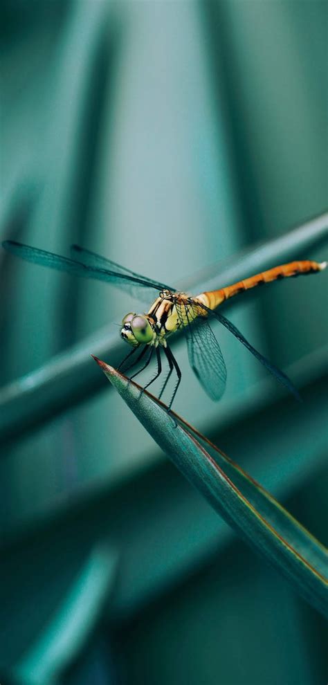 picture   dragonfly  wild animals