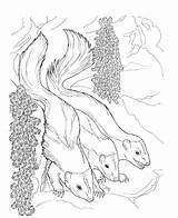 Skunk Coloring Pages Animals Printable Nocturnal Flower Kids Comments Bestcoloringpagesforkids sketch template