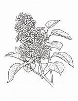 Lilac Coloring Flower Plant Drawing Drawings Syringa Paintingvalley sketch template