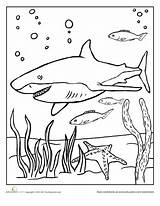 Shark Coloring Pages Sea Creature Sharks Search Sheets Preschool Education Color Google Kids Happy Under Workbook Colouring Ocean Fish Printable sketch template