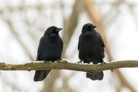 ways crows  smarter