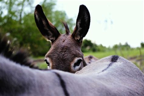 surprising facts  donkeys