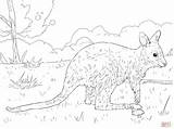 Wallaby Coloring Pages Bennett Juvenile Designlooter Drawing 84kb 2048 Template Skip Main sketch template