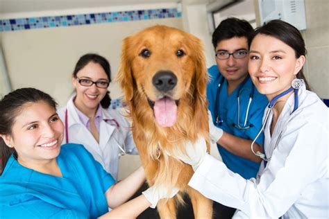 pet   vets whos    veterinary practice