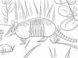 Armadillo Coloring Pages Printable Coloringbay sketch template