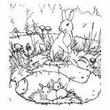 Burrow Rabbit Abeka Clipart Clip sketch template