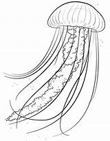 Medusa Jellyfish Meduse Disegnidacolorare Ius sketch template