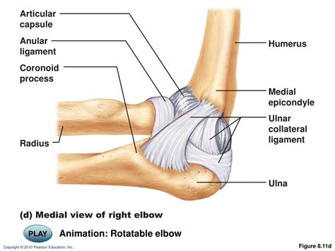 elbow joint powerpoint    id