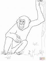 Chimpanzee Bonobos Bonobo Szympans Dzieci Schimpanse Kolorowanki Ausmalbild Bestcoloringpagesforkids sketch template