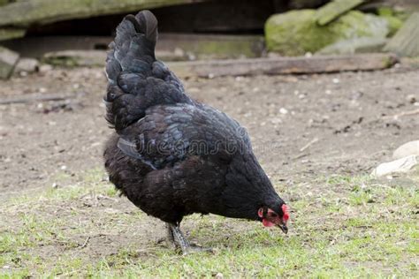 zwarte kip  een tuin stock afbeelding afbeelding bestaande uit gevogelte