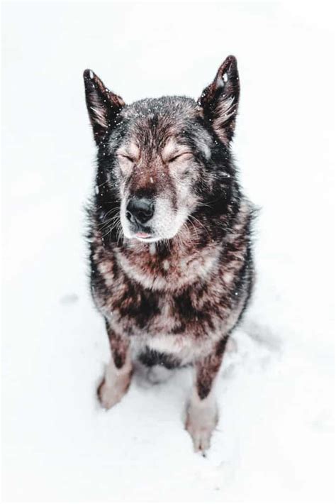 malamute wolf hybrids dog breed information