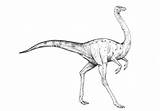 Ornithomimus Dinosaur sketch template