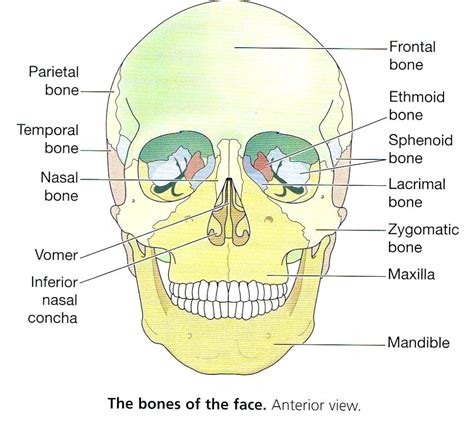 anatomy bones anatomy body bone anatomy