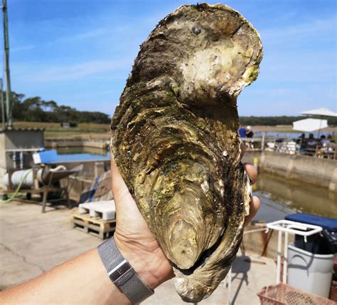 anlaki giant oyster named georgette   french coast abs cbn news
