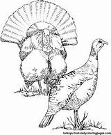 Turkey Coloring Pages Hunting Wild Getcolorings sketch template