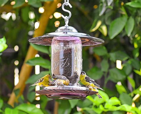 finch feeders  serve thistle seed birds  blooms