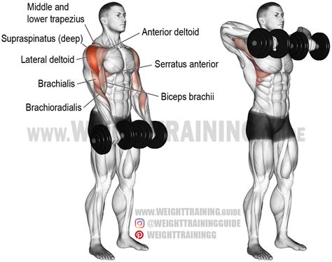 dumbbell wide grip upright row exercise instructions  video