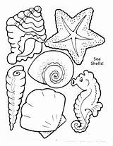 Coloring Shell Sea Pages Shells Drawing Conch Seashell Printable Getdrawings Color Simple Outline Getcolorings Turtle sketch template