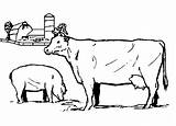 Coloring Cows Pages Cow Pig Kleurplaten Koe Koeien Fun Kids Kleurplaat Gif Zo Previous sketch template