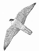 Faucon Coloriage Falcon Coloriages Rapace Animaux Millenium Dessiner Crecerelle sketch template