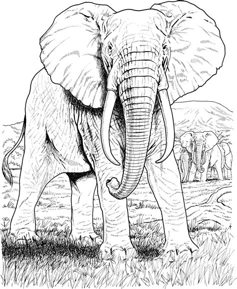 amazing elephant coloring pages httpprocoloringcomelephant