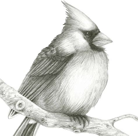 cardinal pencil drawing original artwork bird art  kelsey etsy