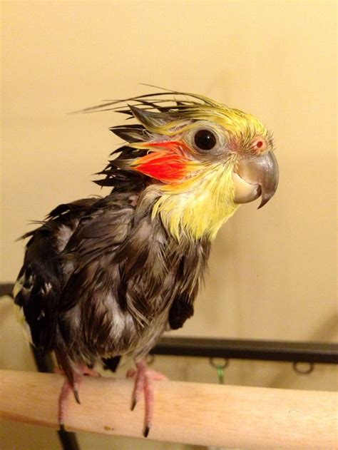 1000 images about cockatiel on pinterest
