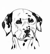Coloring Dog Dalmatian Pages Printable B6cf Dalmation Popular sketch template