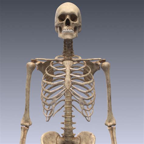 realistic human skeleton rigged  lwo