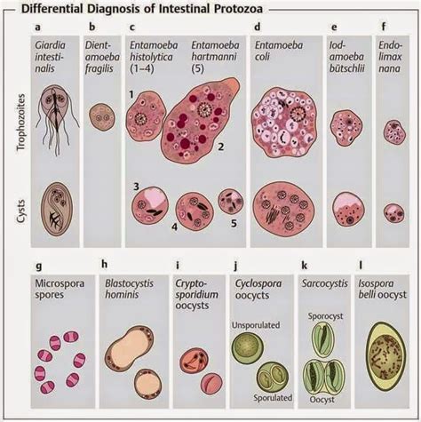 Overview Of Intestinal Protozoan Infections Medical