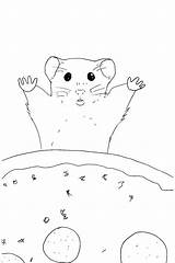 Criceto Hamster Ausmalbilder Criceti Colorir Desenhos Ausdrucken sketch template