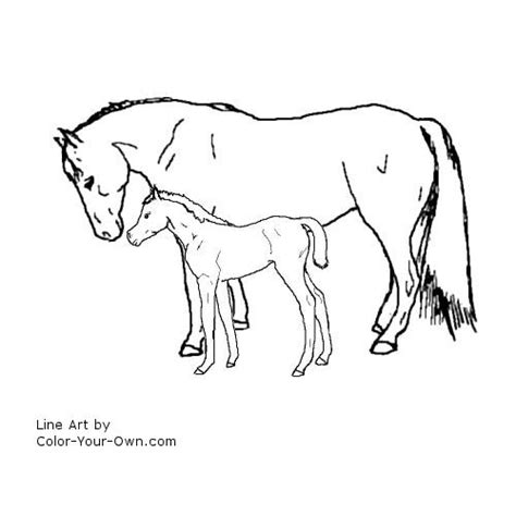 horses  foals colouring pages