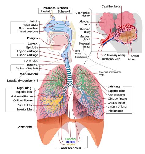 respiratory system structure