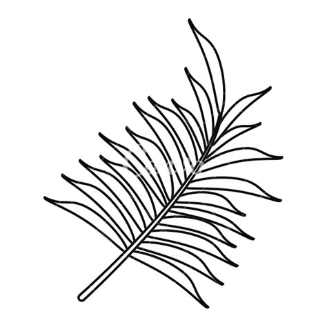 palm leaf drawing  getdrawings