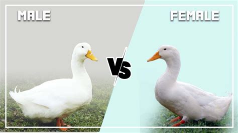 pekin duck male  female    differences identify