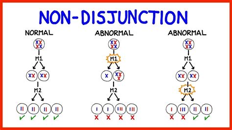 chromosomal abnormalities aneuploidy   disjunction youtube
