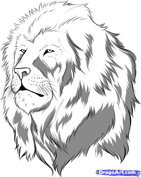 draw  realistic lion draw real lion step  step realistic