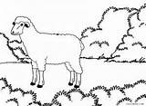 Sheep Coloring Pages Cool2bkids Face Printable Kids Color Animal sketch template